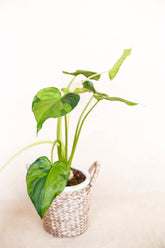 Cucullata variegated